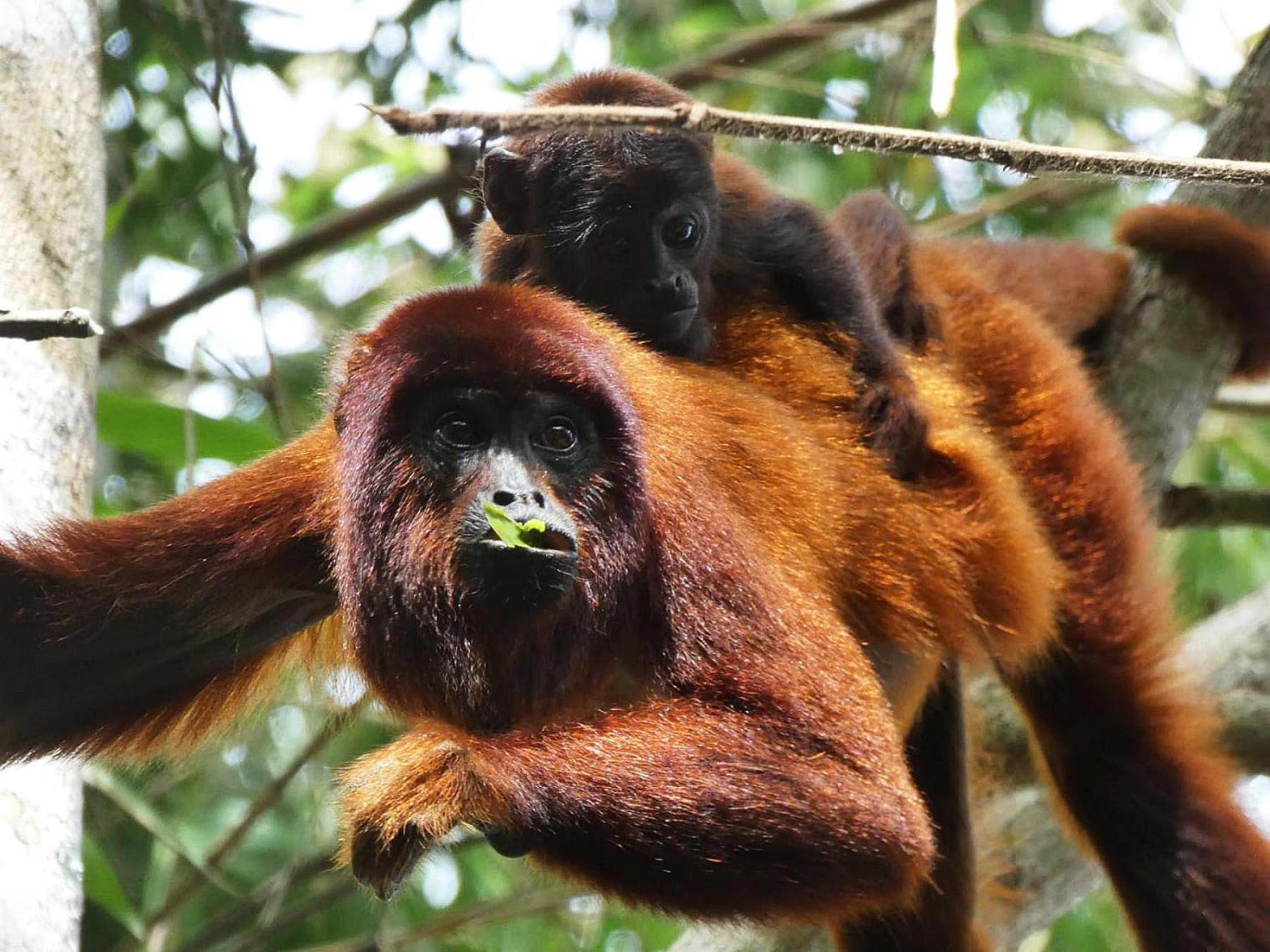 Tambopata Ecolodge Buitenkant foto