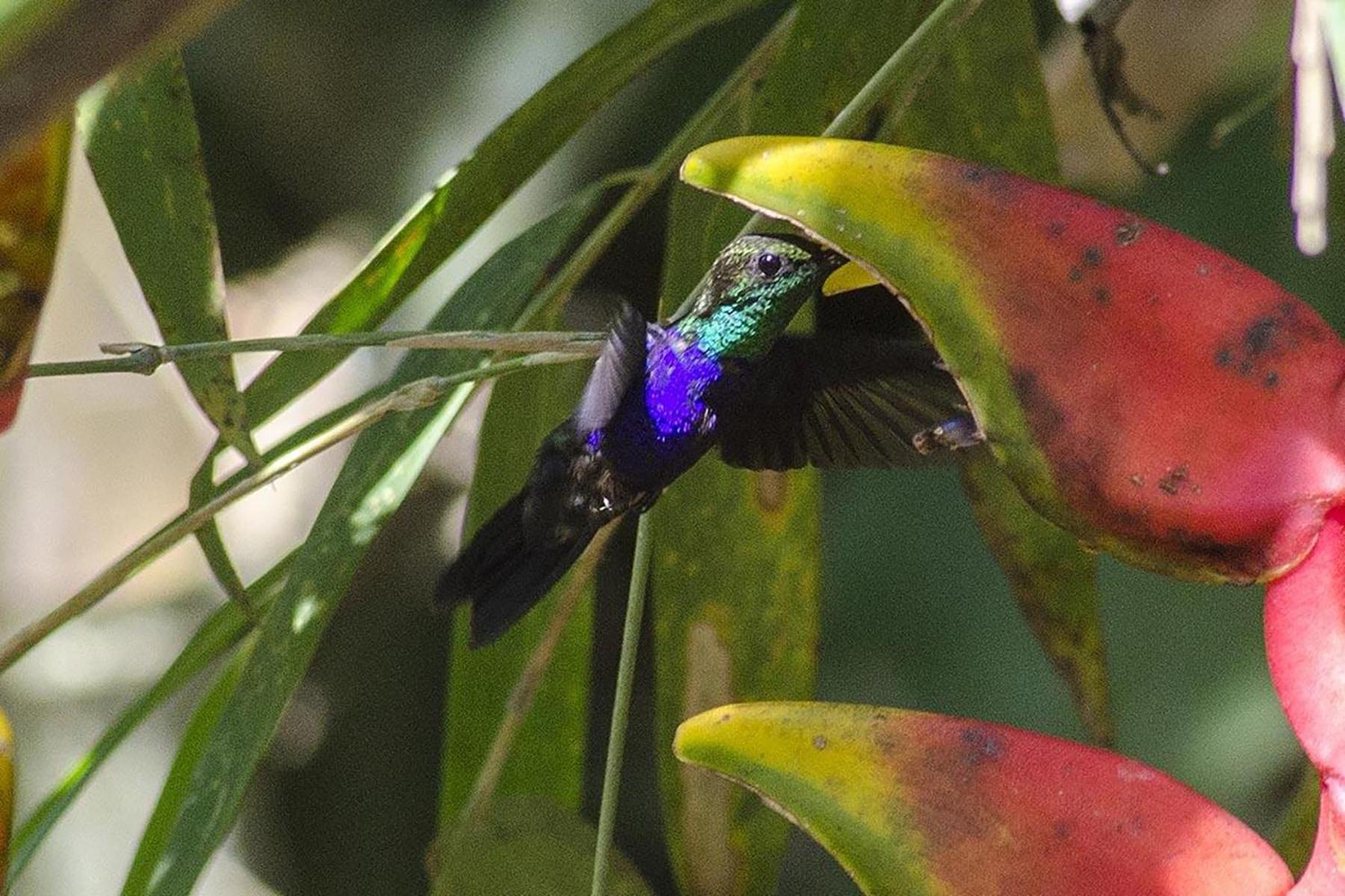 Tambopata Ecolodge Buitenkant foto
