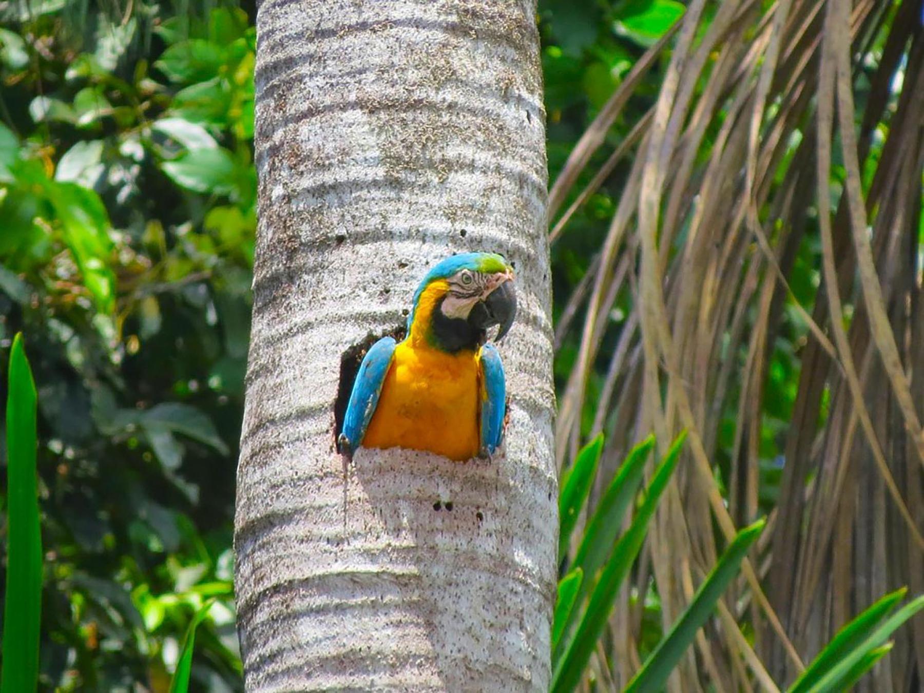Tambopata Ecolodge Buitenkant foto