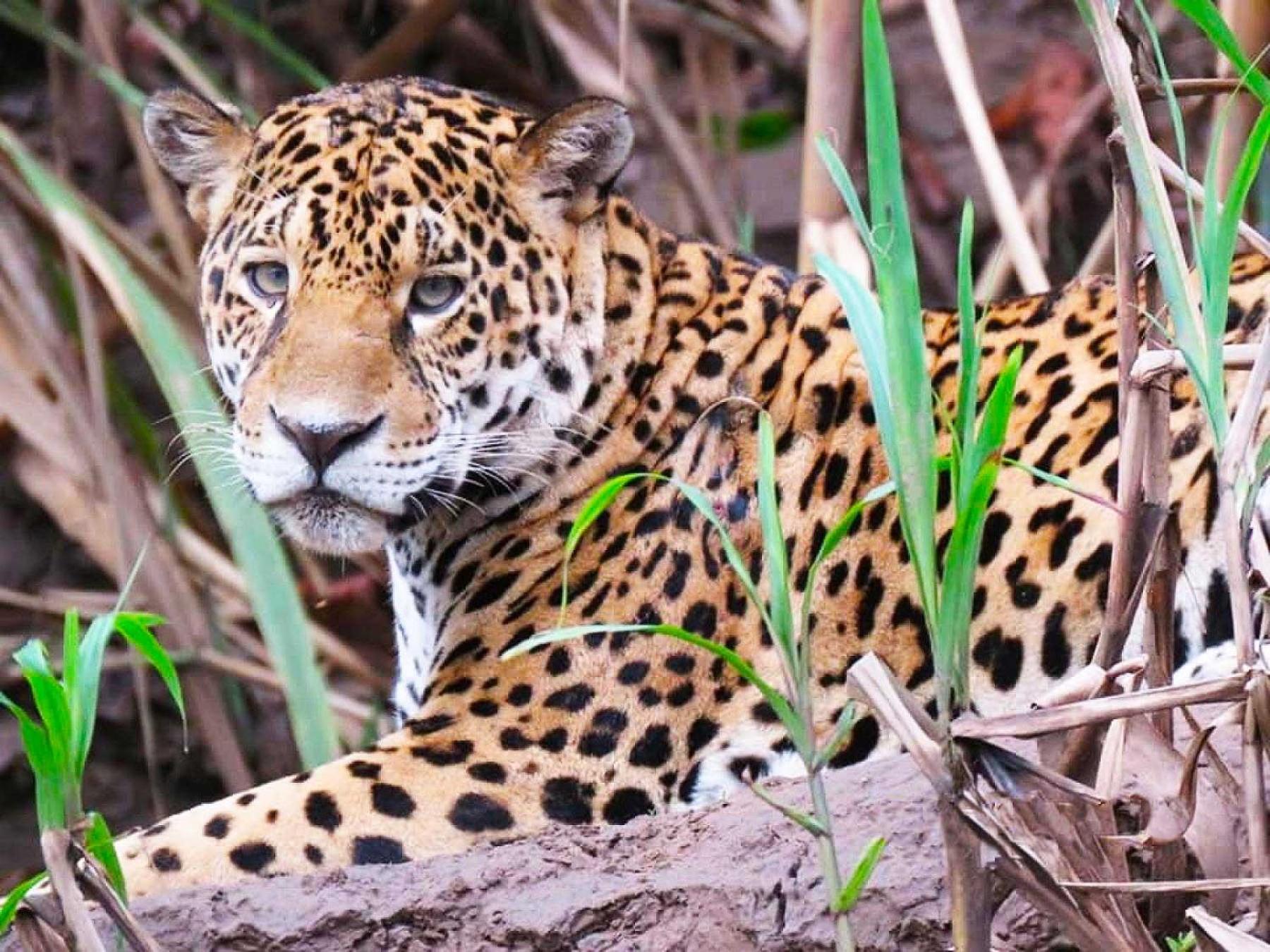 Tambopata Ecolodge Buitenkant foto